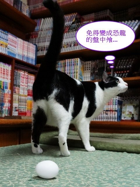端午佳節大家來玩蛋