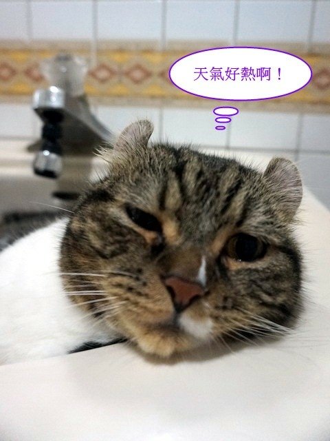 捲捲融化了