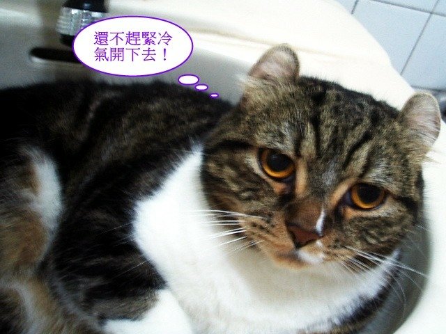 捲捲融化了