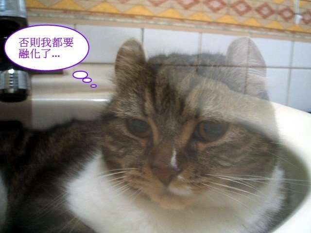 捲捲融化了