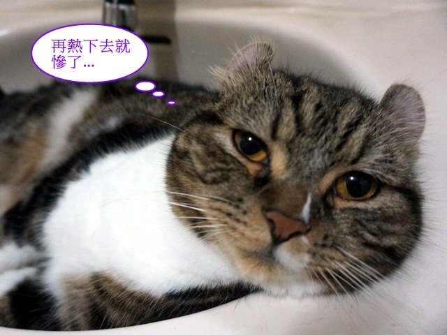 捲捲融化了