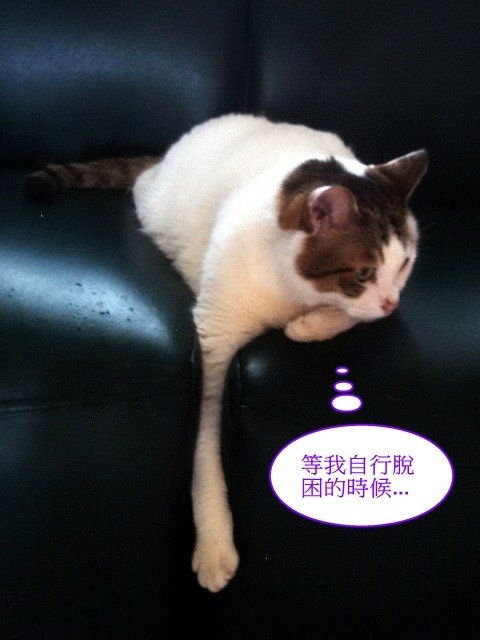 甜甜陷危機