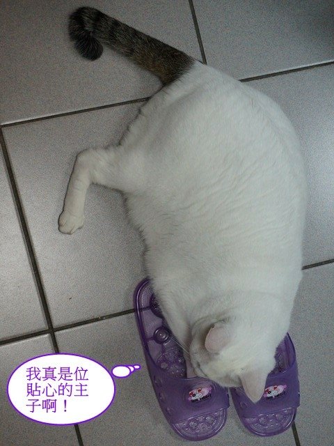 安安的貼心好禮