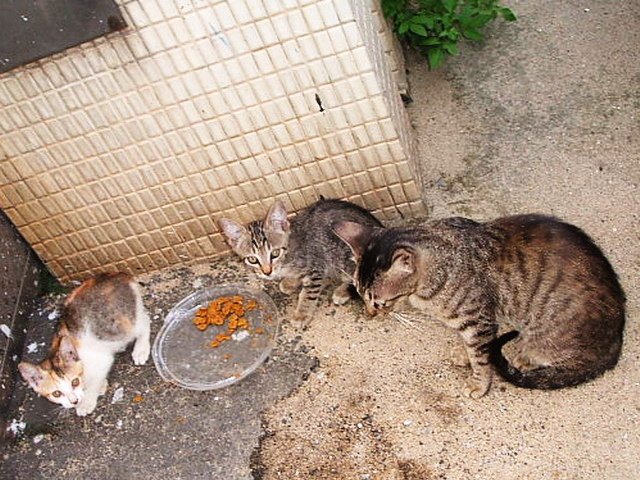 豆豆的可愛寫真