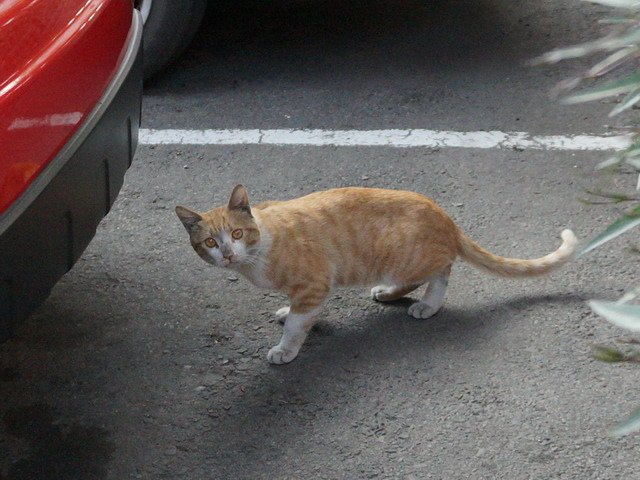 喵星人路過 被飯店人員追打