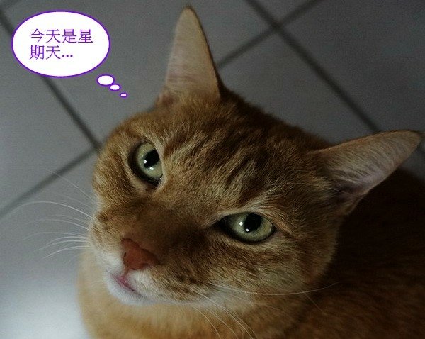 啾啾的愛心早餐