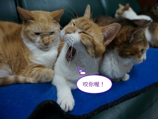 勿擾喵星人睡覺
