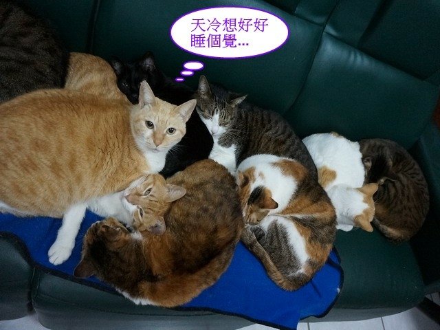勿擾喵星人睡覺