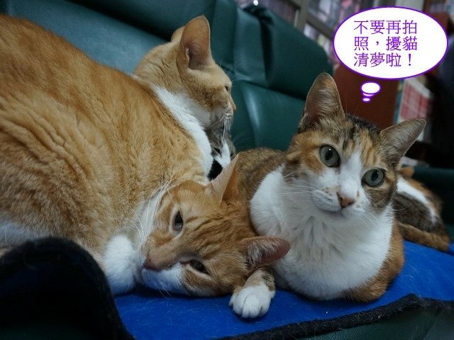 勿擾喵星人睡覺