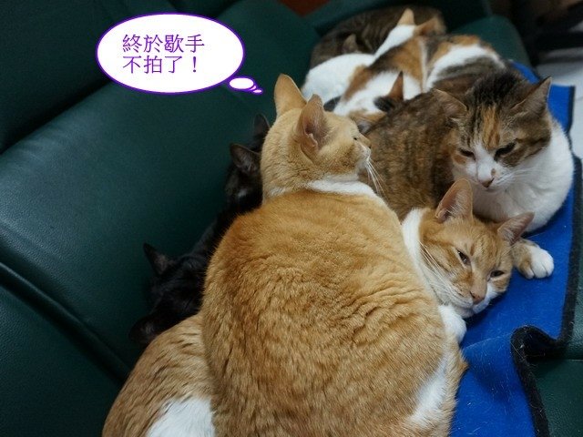 勿擾喵星人睡覺