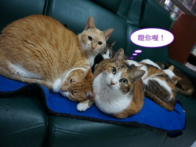 勿擾喵星人睡覺