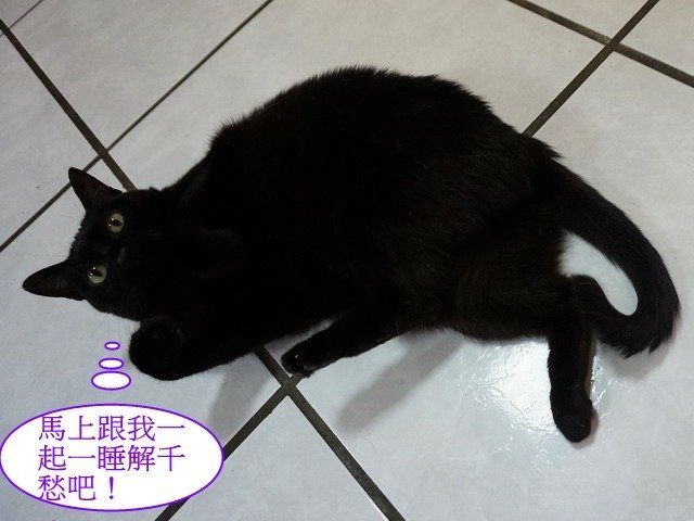 琪琪的星期一症候群