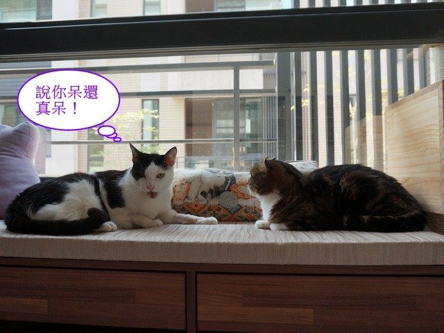 捲捲的苦口婆心