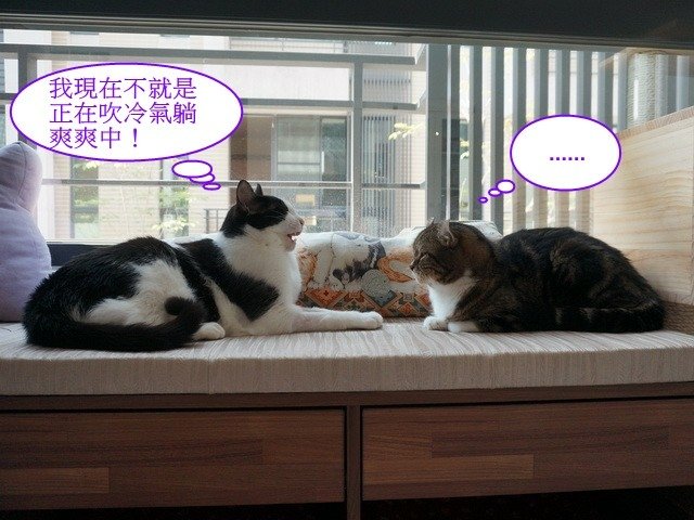 捲捲的苦口婆心