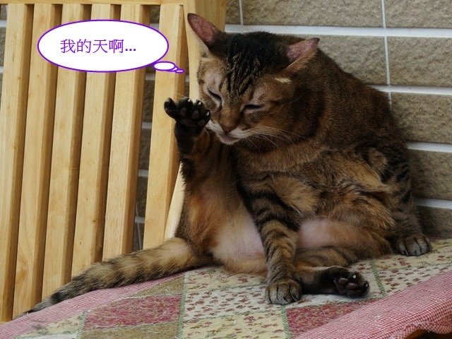 尼尼有異味