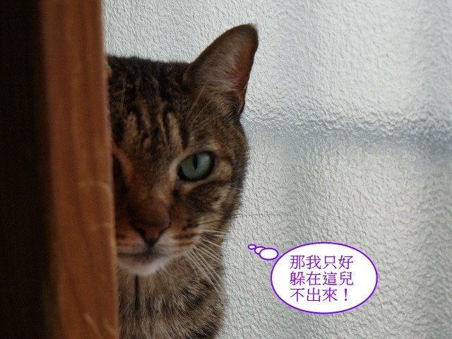 豆豆害羞一夏