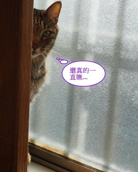 豆豆害羞一夏