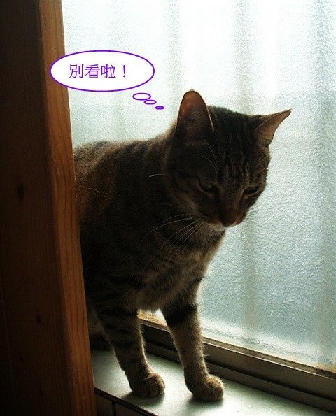 豆豆害羞一夏