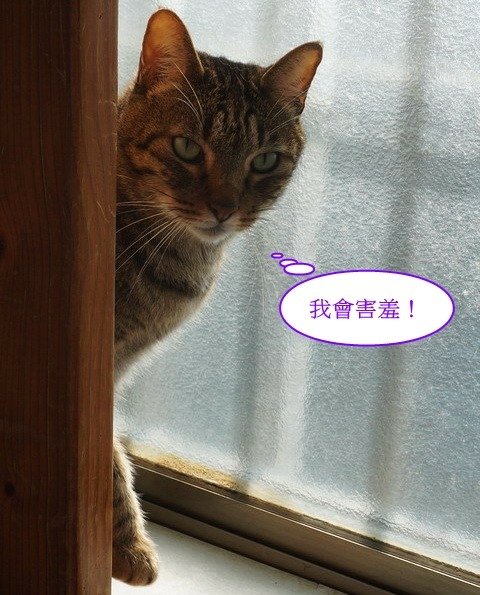 豆豆害羞一夏