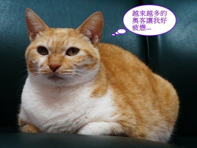 閃閃的星期一症候群