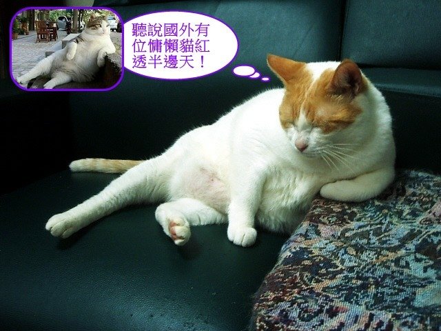 亮亮鬱卒一夏