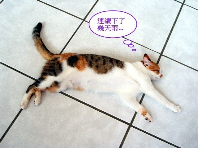 下雨天樂樂來烘肉