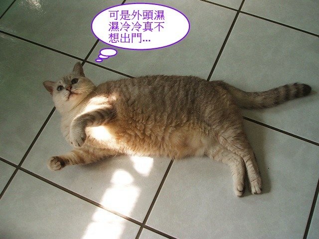 斑斑的星期一症候群