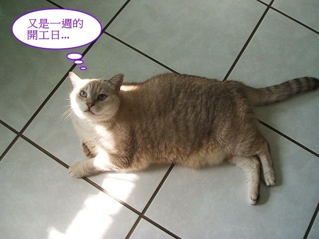 斑斑的星期一症候群