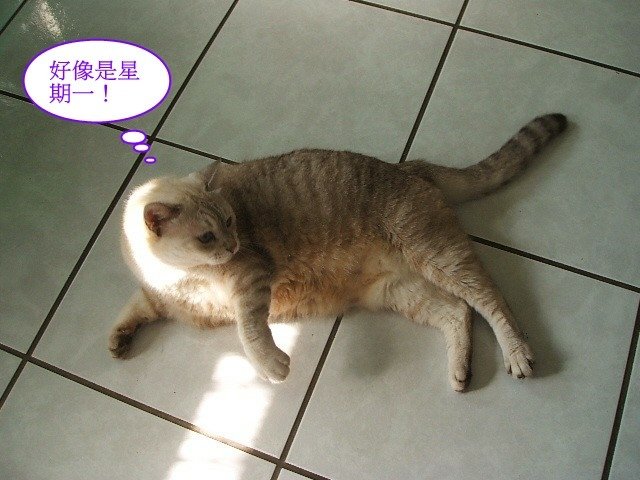 斑斑的星期一症候群