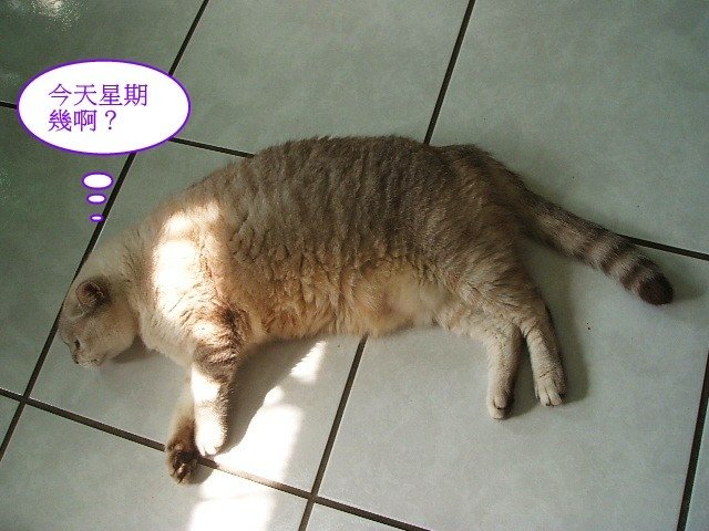 斑斑的星期一症候群