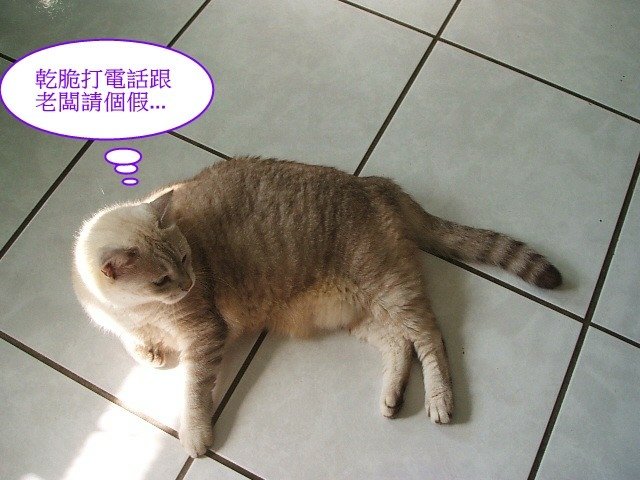 斑斑的星期一症候群