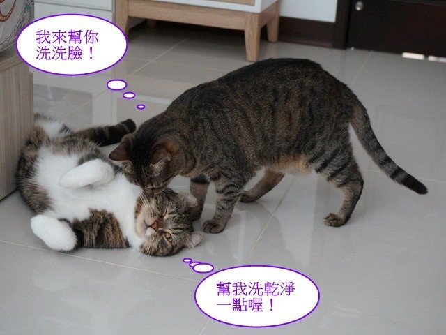 琥琥被賞一巴掌