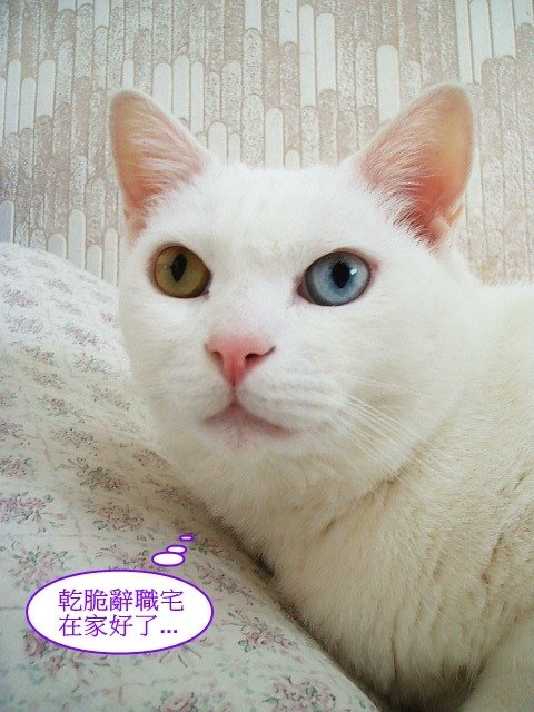波波的星期一症候群