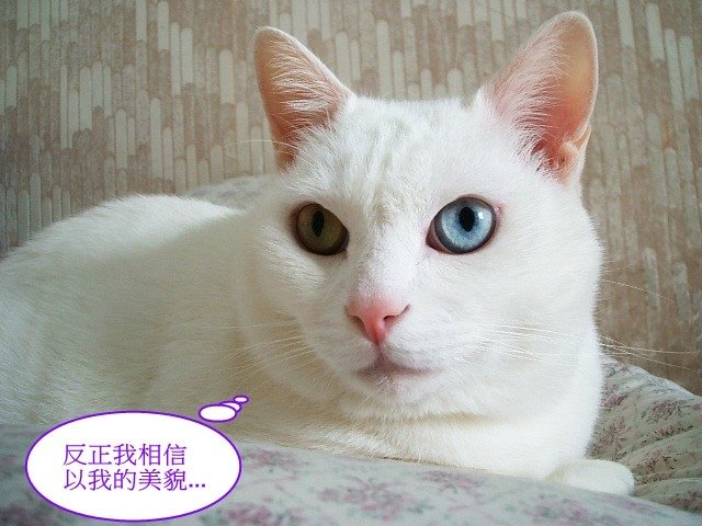 波波的星期一症候群