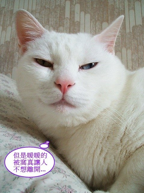 波波的星期一症候群