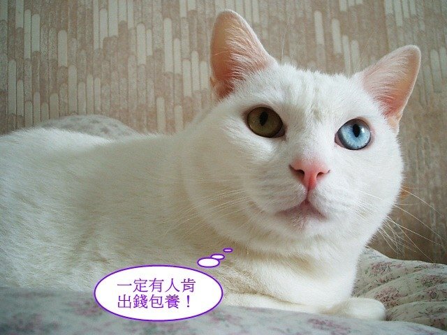 波波的星期一症候群