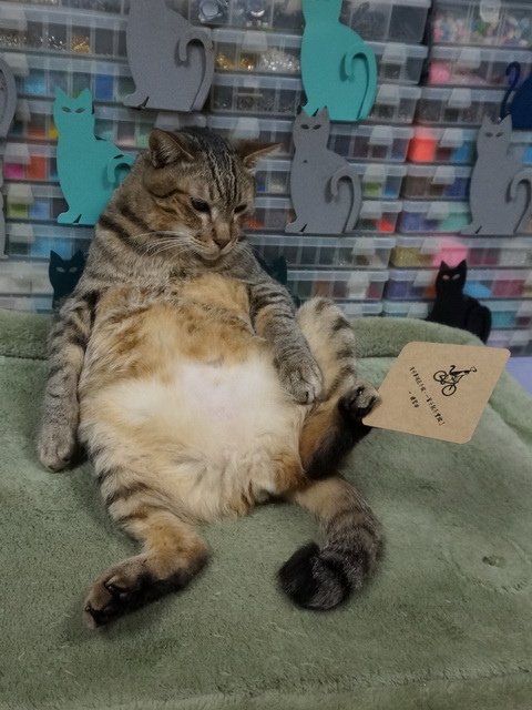 嘎嘎的人生哲學