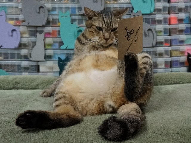 嘎嘎的人生哲學