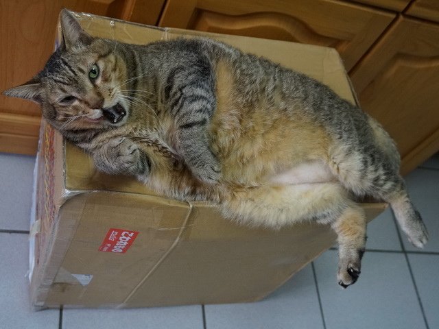 150710聖誕夜驚魂  傑克有夠萌之開箱 (4).jpg