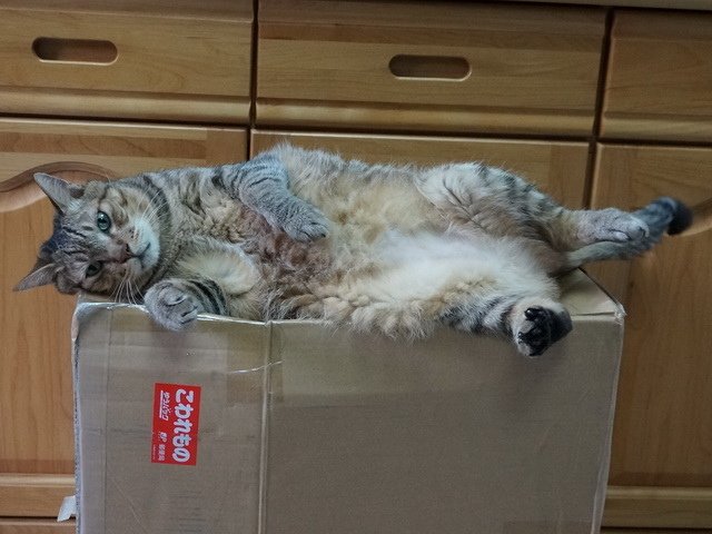 150710聖誕夜驚魂  傑克有夠萌之開箱 (2).jpg