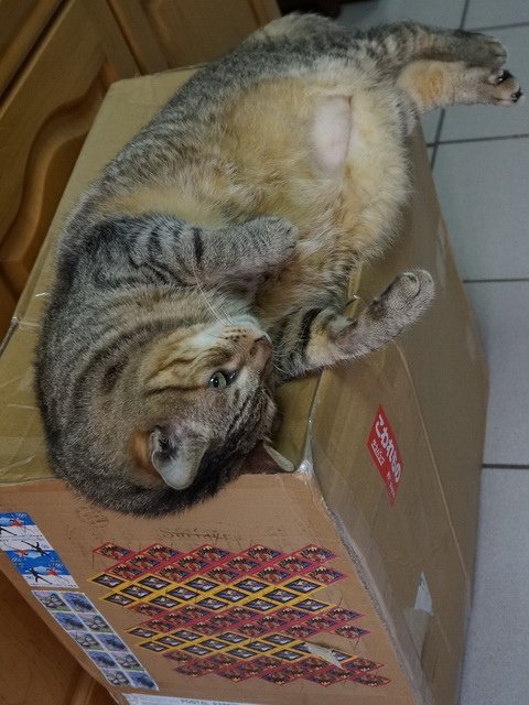 150710聖誕夜驚魂  傑克有夠萌之開箱 (7).jpg