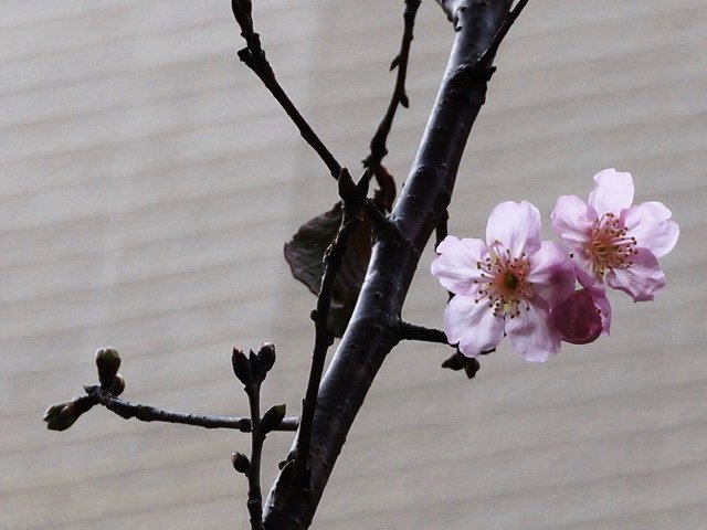 160306虹彩與櫻花 (11).jpg