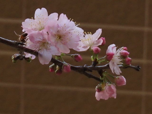 160306虹彩與櫻花 (8).jpg