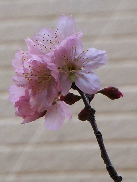 160306虹彩與櫻花 (10).jpg