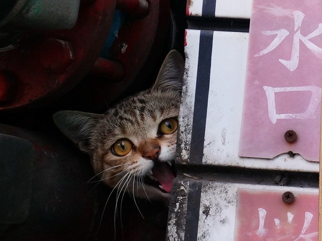 貓   無所不在