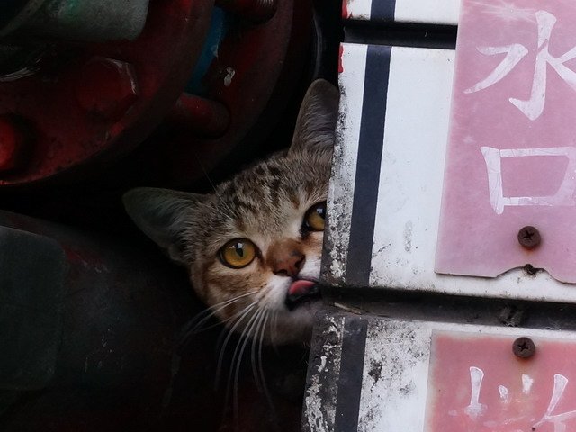 貓   無所不在