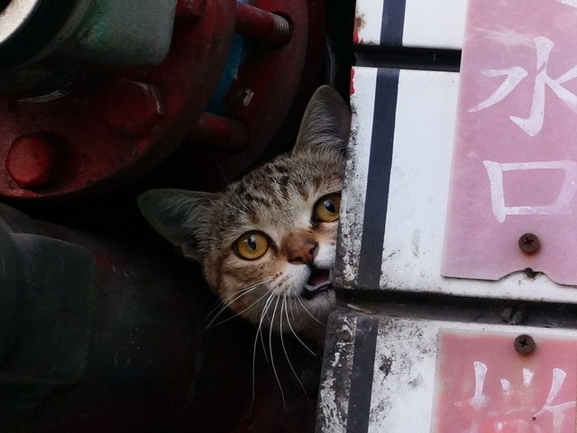 貓   無所不在