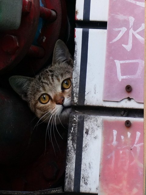 貓   無所不在