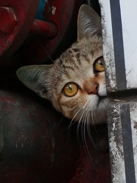 貓   無所不在