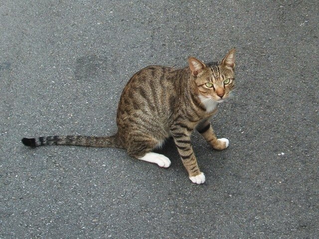 走在路上遇路霸貓